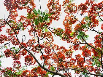 《方舟：生存飞升》的“中心岛”DLC现已无限延期