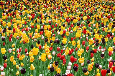 《我们之中》将被改编为漫画 2月在Corocoro月刊发行